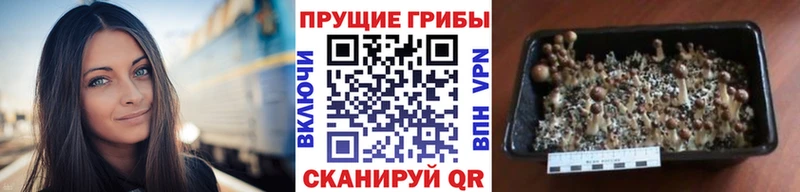 Галлюциногенные грибы MAGIC MUSHROOMS  купить наркотики сайты  Кемь 